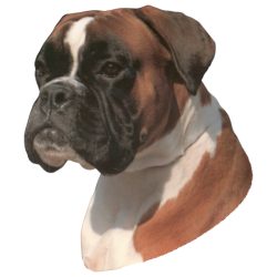 Matrica S 195 - Boxer 7cm