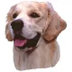 Matrica S 212 - Golden retriever 8cm