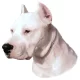 Matrica S 227 - Argentin dog 7cm