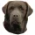 Matrica S 243 - Labrador barna 7cm