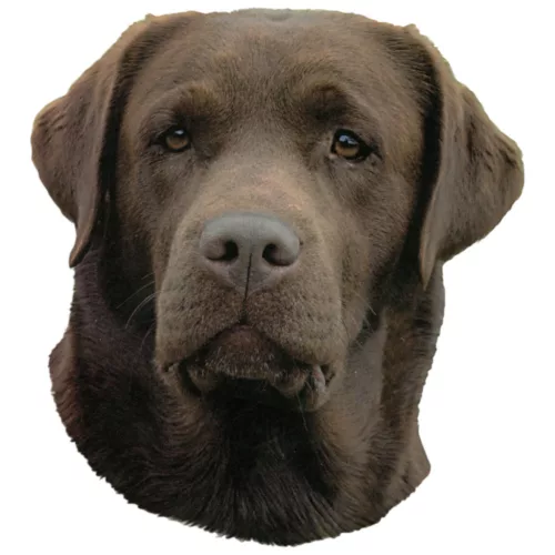 Matrica S 243 - Labrador barna 7cm