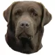 Matrica S 243 - Labrador barna 7cm