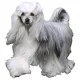 Matrica S 245 - Kínai meztelen kutya (Powderpuff) 7cm