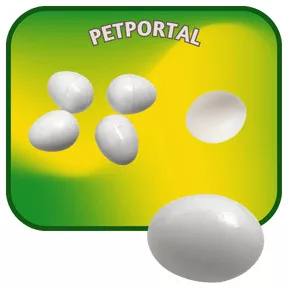 Műtojás