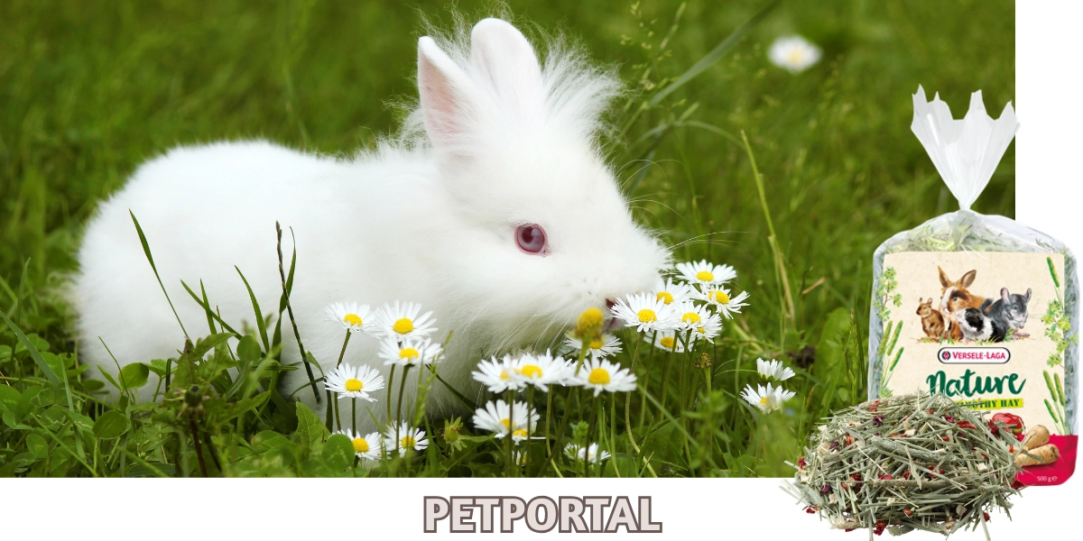 nyul-szena-Blogban-kep-1200x600.webp
