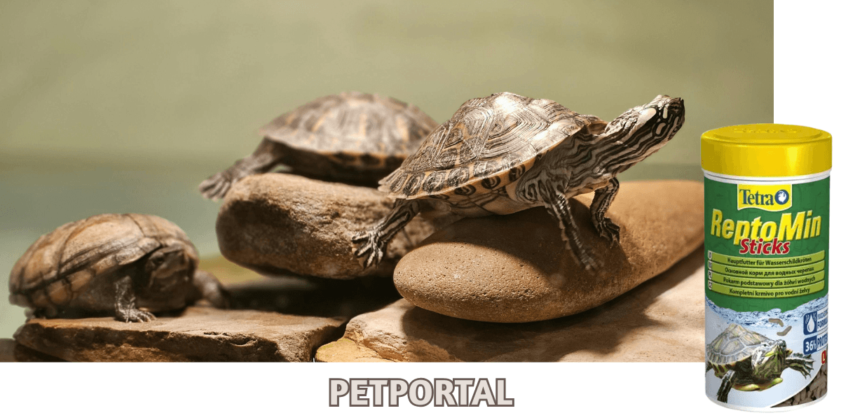 cat-litter-Blogban-kep-1200x600tiny.png