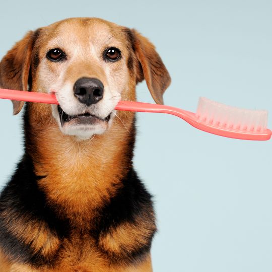 Hogyan mosd helyesen kutyád fogát?